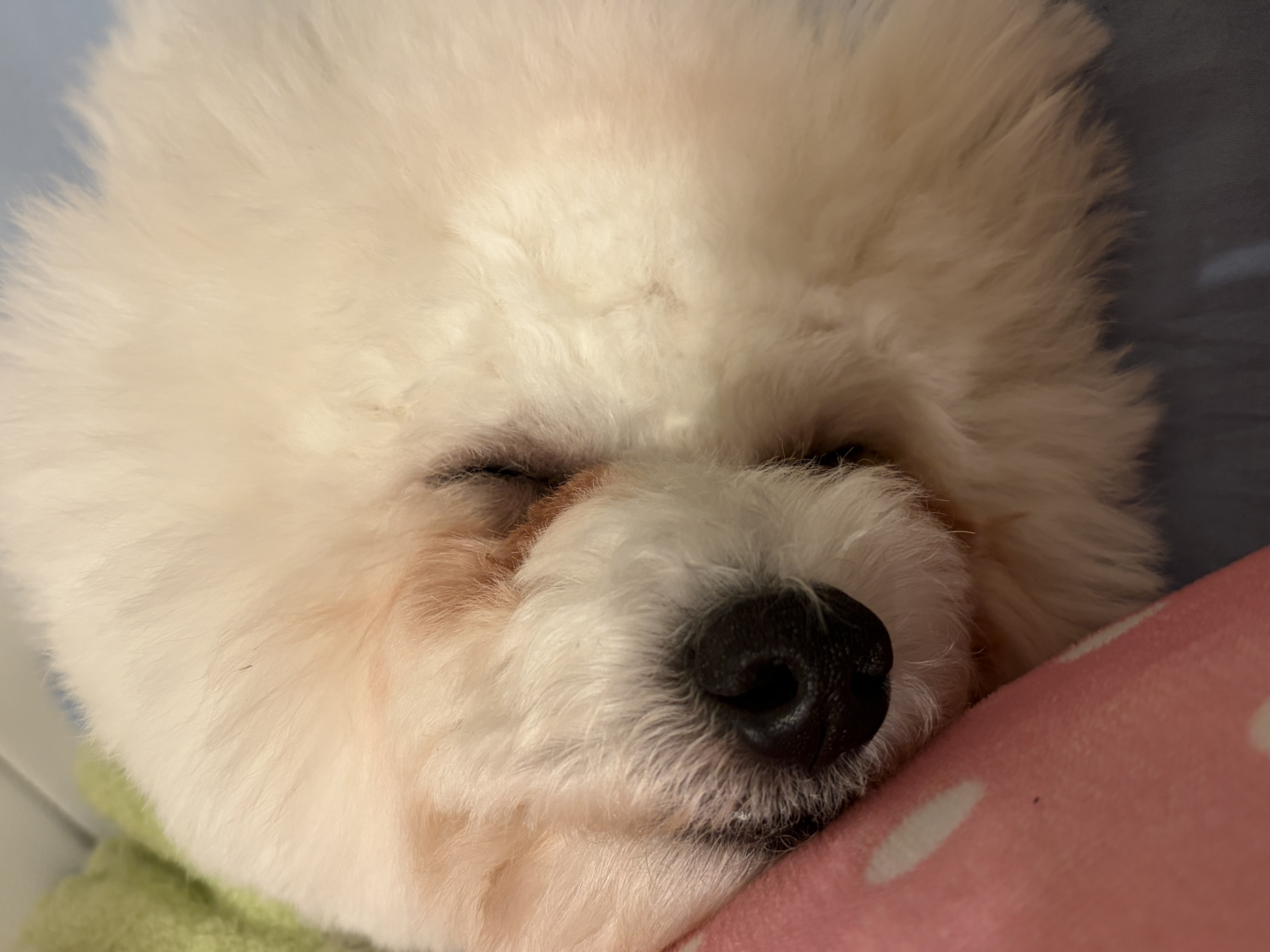 今年もよろしくねメイン画像