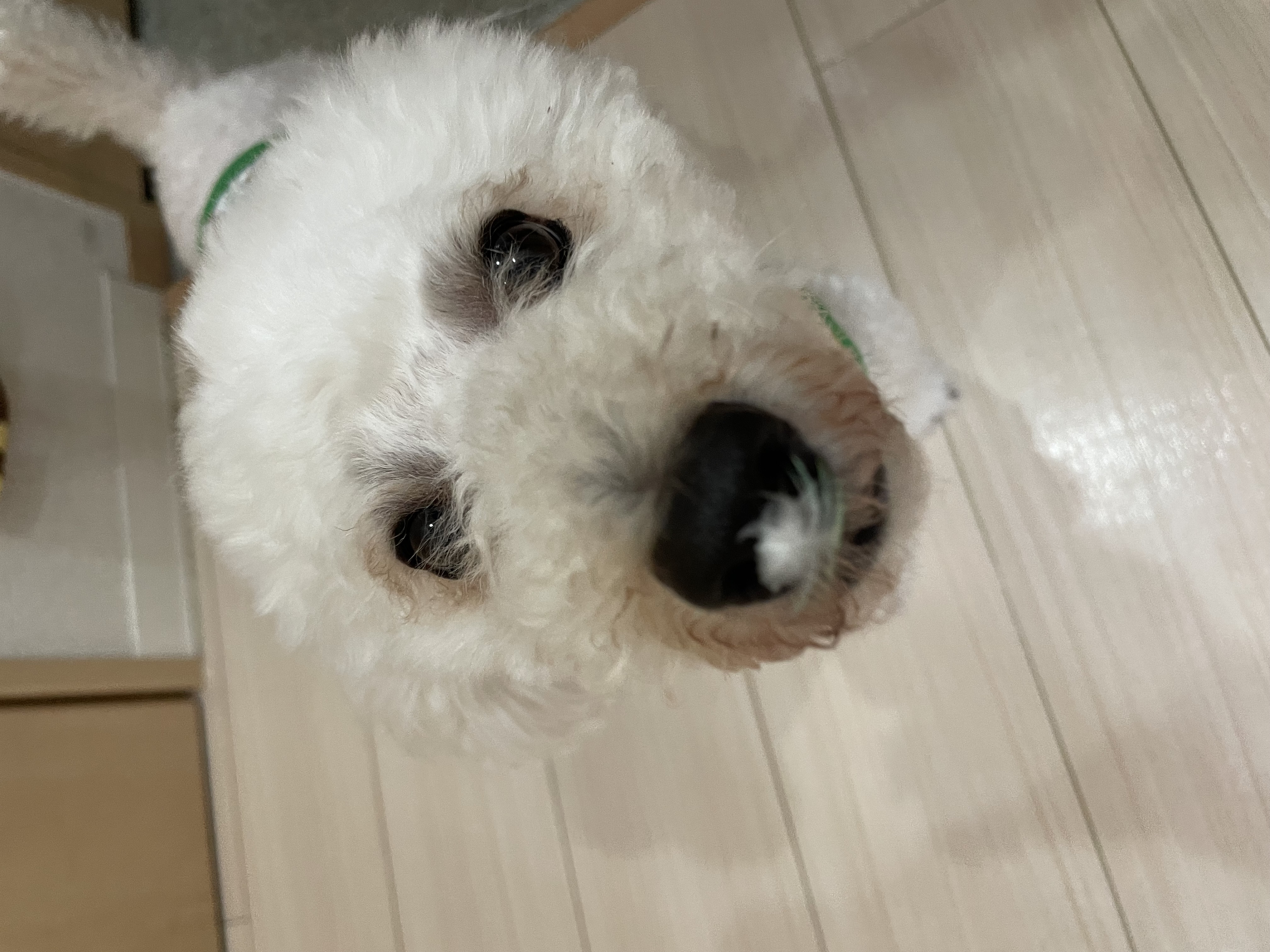 こんしゅーメイン画像